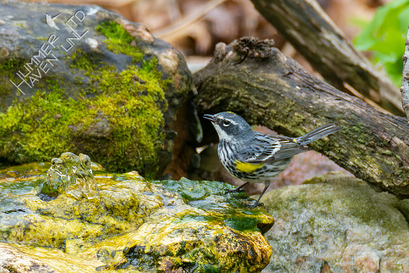 4-20-22 Yellow-rumped Warbler