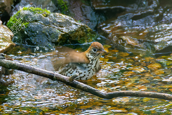 5-3-22 Wood Thrush