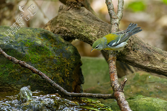 9-23-22 Northern Parula