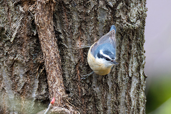 4-15-22 Red-breasted Nuthatch