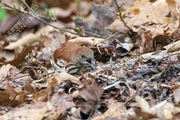 4-15-22 Brown Thrasher