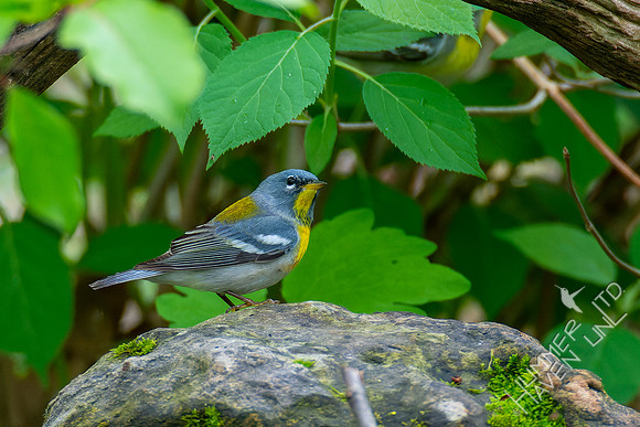 5-4-22 Northern Parula