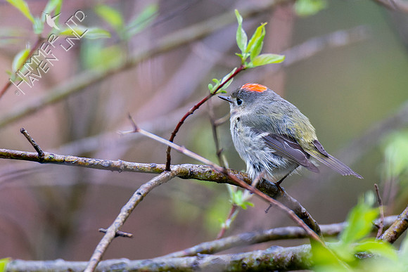4-20-22 Ruby-crowned Kinglet