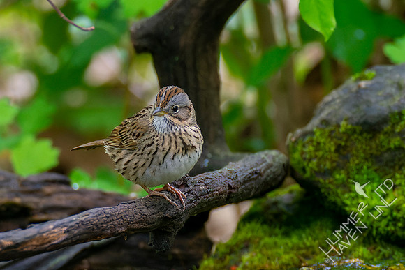 5-4-22 Lincoln's Sparrow