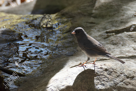 10-27-24 Dark-eyed Junco