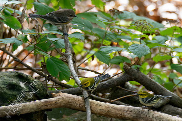 10-14-24 Yellow-rumped and two Black-throated Green Warblers