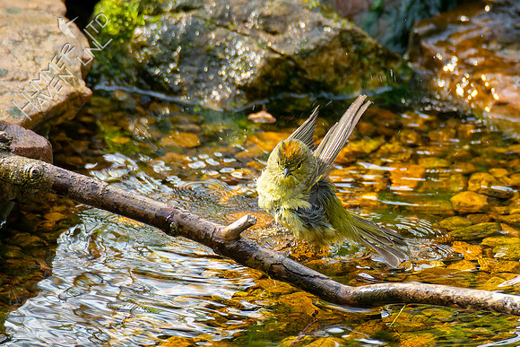 4-22-22 FOY #64 *43 Orange-crowned Warbler