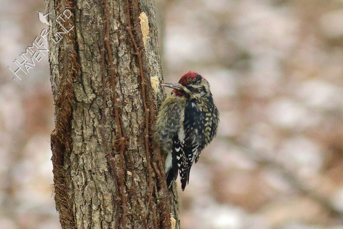 Yellow-bellied Sapsucker