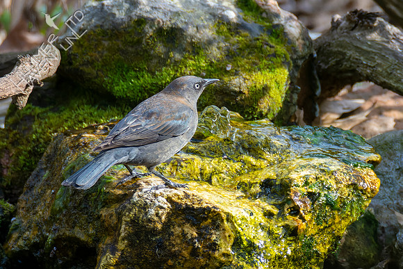 4-16-22 Rusty Blackbird