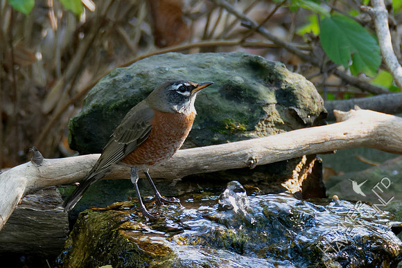 10-16-24 American Robin