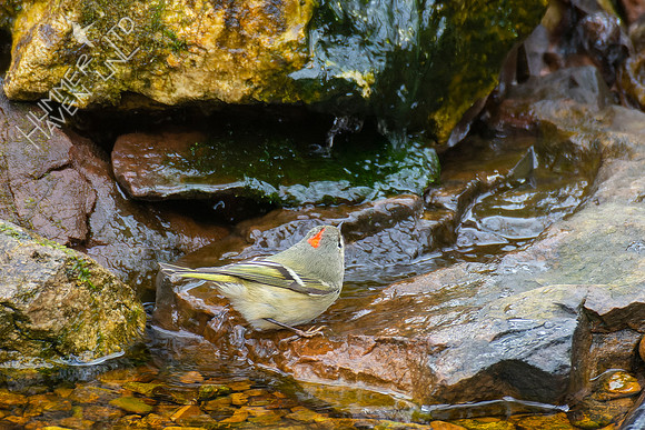 1-27-22 Ruby-crowned Kinglet