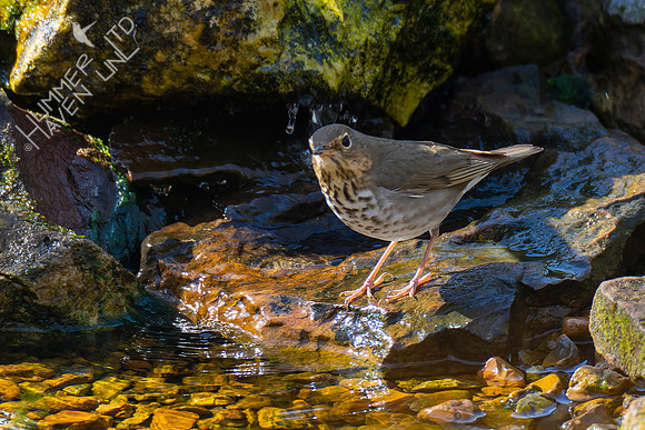 4-16-22 FOY#58 B#40 Swainson's Thrush