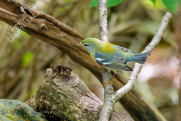 9-22-22 Northern Parula