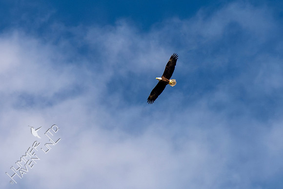 1-22-19 Bald Eagle