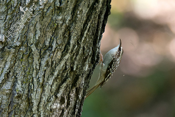 10-5-24 FOS Brown Creeper