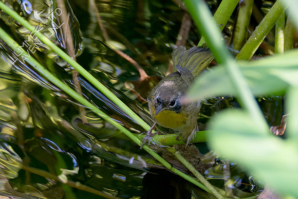 10-3-24 Common Yellowthroat, first fall male
