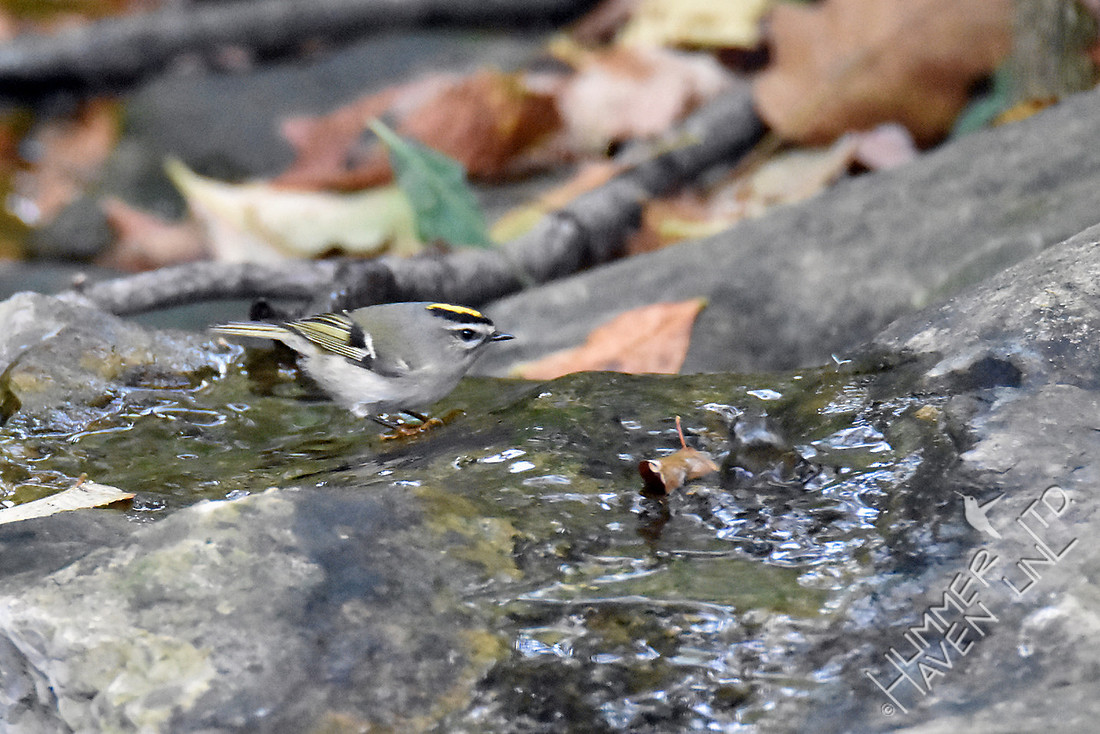 Golden-crowned Kinglet 10-20-16