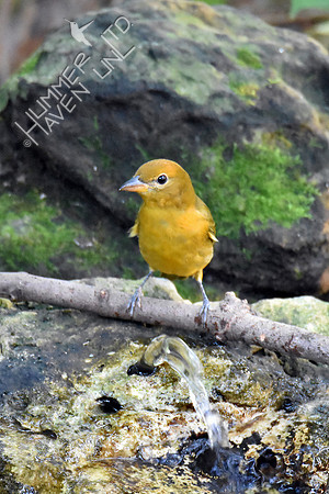Summer Tanager 10-4-16