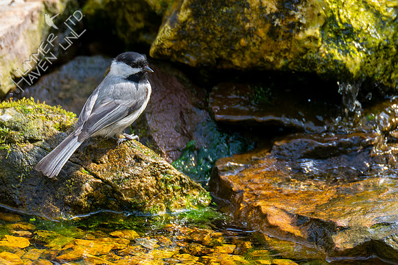 4-21-22 Carolina Chickadee with deformed leg