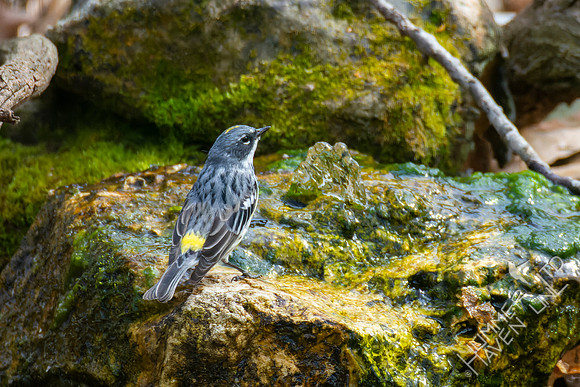 4-10-22 Yellow-rumped Warbler