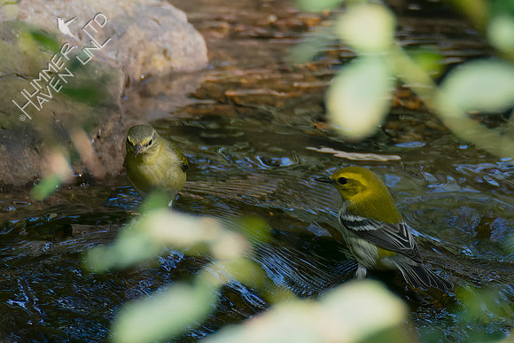 10-5-24 Tennessee and Black-throated Green Warblers