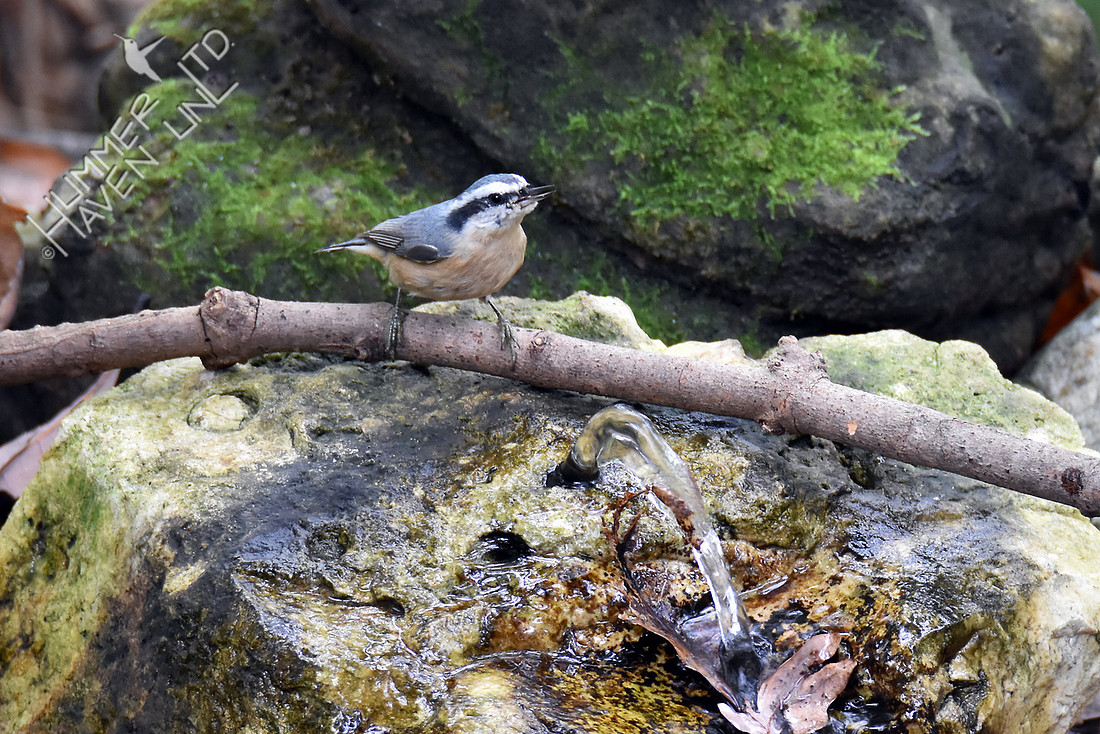 Red-breasted Nuthatch 10-10-16