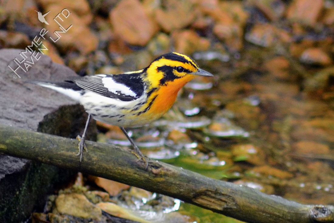 Blackburnian Warbler