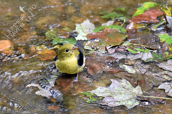 Scarlet Tanager 10-1-16