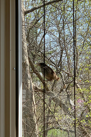 4-21-22 Carolina Wren Fledgling