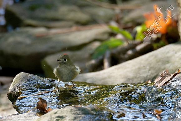 10-19-24 Ruby-crowned Kinglet