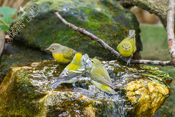 9-23-22 FOS Nashville, two Tennessee and Chestnut-sided Warblers