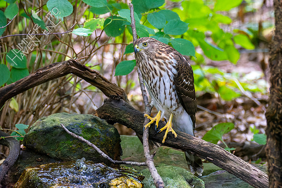 9-22-22 Cooper's Hawk immature