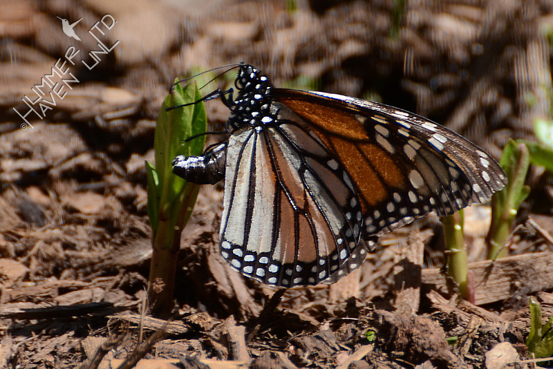 Female Monarch laying eggs on Asclepias incarnata