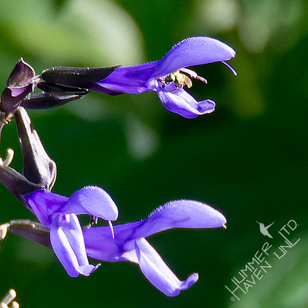 8-8-24 Two native bees in Salvia Black-and-blue