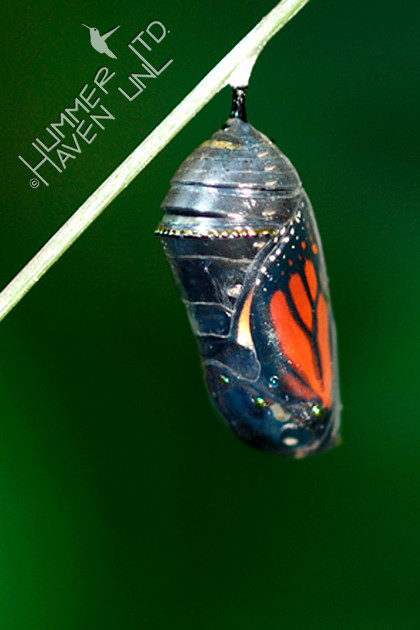 Monarch about to emerge from chrysalis