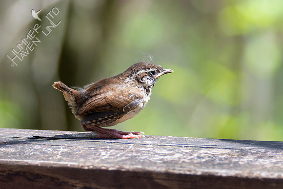4-21-22 Carolina Wren Fledgling