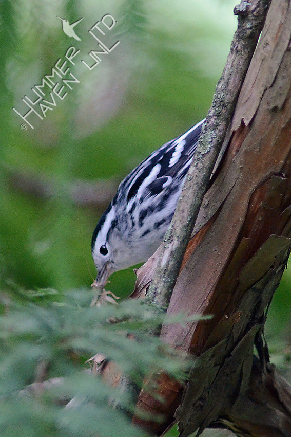 Black and White Warbler