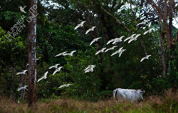 Cattle Egret
