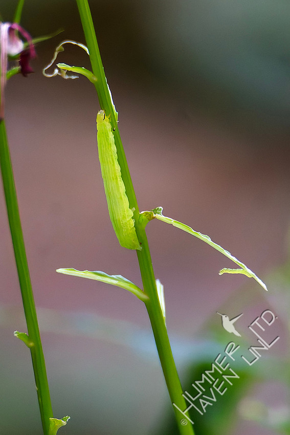 8-16-25 Pink-washed Looper Moth caterpillar on Cardinal flower