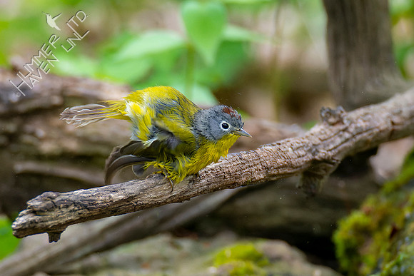 4-28-22 Nashville Warbler