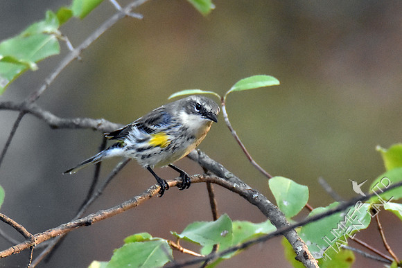 Yellow-rumped Warbler 10-23-16