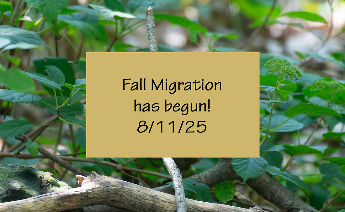 8-11-25 Fall Migration has begun!