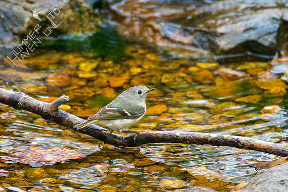 4-12-22 Ruby-crowned Kinglet