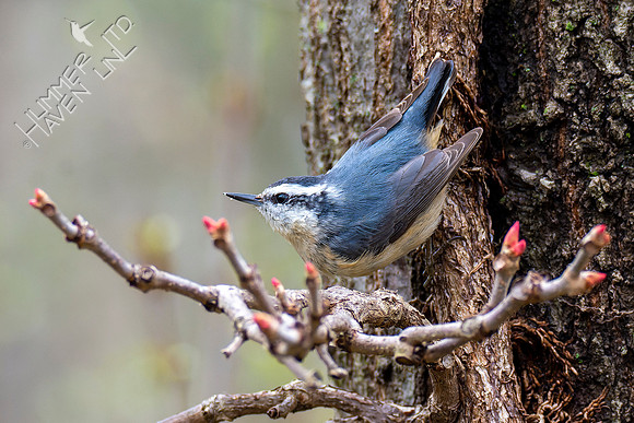 4-12-22 Red-breasted Nuthatch