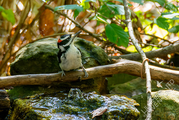 10-11-24 Hairy Woodpecker