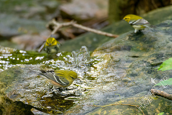 9-23-22 Black-throated Green and Bay-breasted Warblers