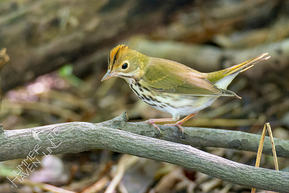 8-30-22 Ovenbird