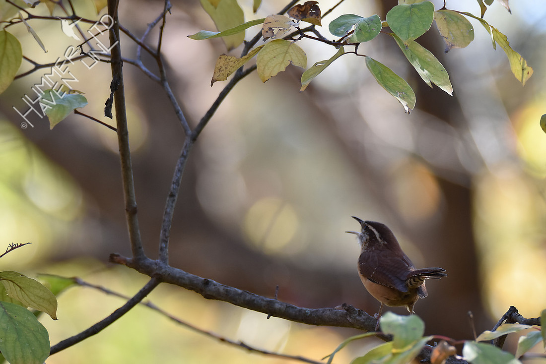Carolina Wren fussing at Barred Owl 11-6-16