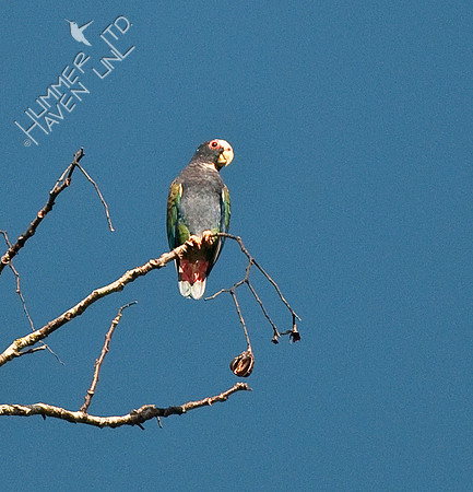 White Crowned Parrot