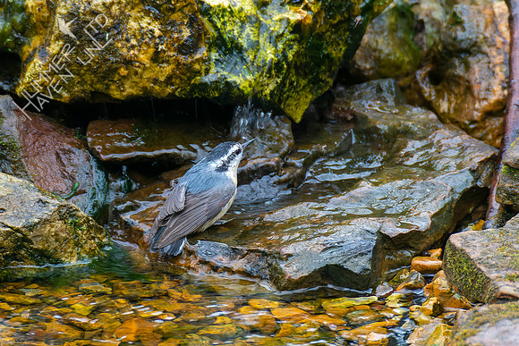 4-5-22 Red-breasted Nuthatch